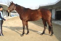 ��ٹ��� (SAMDAMIIN) ����