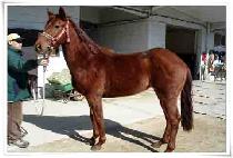 �ɵ��� (KKOTDONGNE) ����