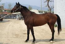 ���̽��� (PACE UP) ����