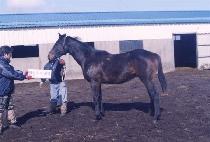 �Ŀ������� (POWER BROTHERS) ����