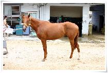 �ż����� (SINSEONNANGJA) ����