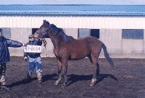 õ���Ϻ� (CHEONHA ILBONG) ����