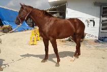 �̽�����Ư�� (ISFAHAN TEUKGEUP) ����