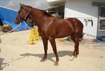 �̽�����Ư�� ����