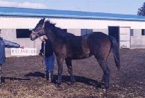 �ź�� (SINBISUL) ����