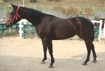 ����޽��� (HUIMANG MESSENGER) ����