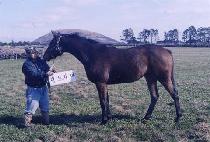 Ȳ�ݳ��� (HWANGGEUMNARA) ����