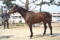 Ȳ�ݱ��� (HWANGGEUMGUNGJEON) ����