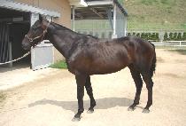 ����ŷ�� (MAGIC KINGDOM) ����