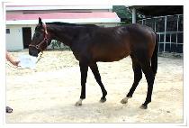 �ݰ�ü (GEUMGANGCHE) ����