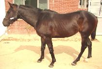 �Ϲ����� (BUKBANG JIGANG) ����