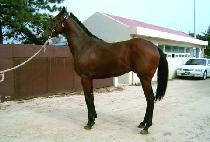 ���빮ȭ (JEONTONG MUNHWA) ����