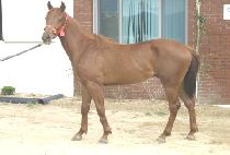 ��δ�� (BAEKDU DAEWANG) ����