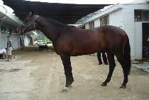 ARCHER'S WING picture