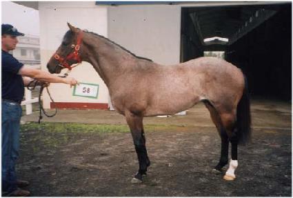 ����ĭ ����