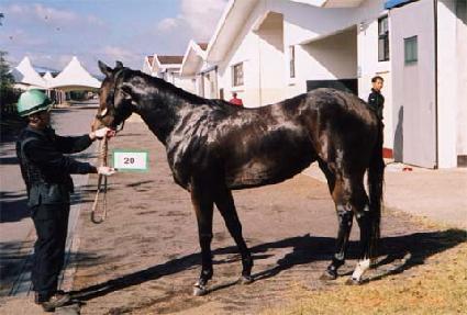 ����ȭǳ ����