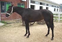 ��ݸ��� (GIPPEUM MANKKIK) ����