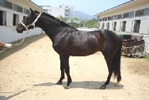 �ΰ���� (BUGYEONG BULPAE) ����