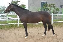 �����Ǻ� (GAYAUI BIT) ����