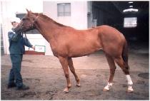 ���뺸�� (YEONDAEBOJEUNG) ����