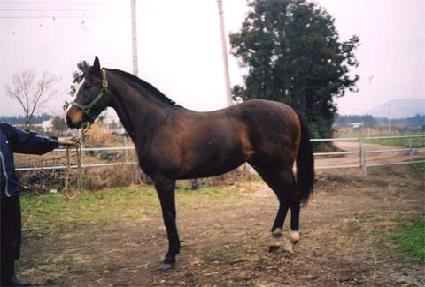 �����Ѿ�ħ ����