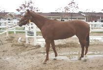 �������丮 (WANTSOME VICTORY) ����