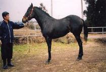 ����� (SANGGODAE) ����