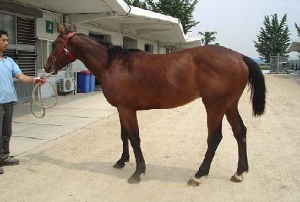 ��Ʋ����Ų ����