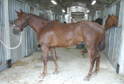 ���ǵ��� ����