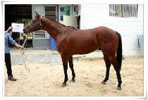 ���� (JATONG) ����