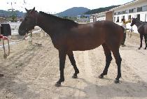 �ϳ��λ� (HANA ROSA) ����