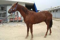 �¹鸶��ƾ (TAEBAEK MOUNTAIN) ����