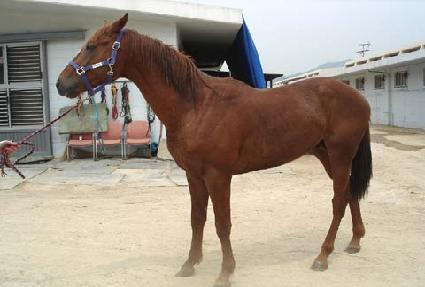 �¹鸶��ƾ ����