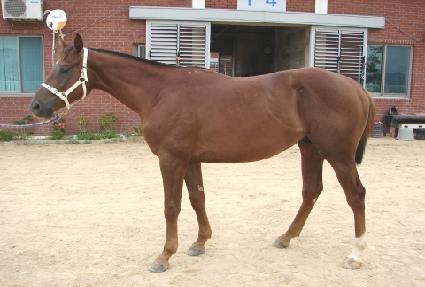 Ǫ������ ����