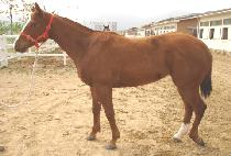 �������� (DONGBANG JILJU) ����