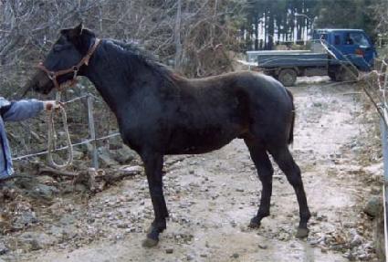 �ݺ����� ����