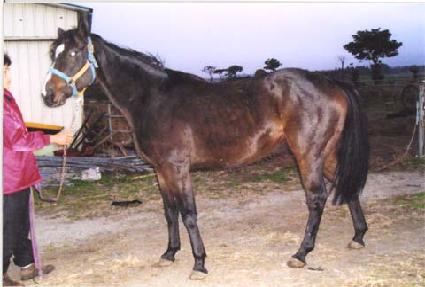 ������ ����