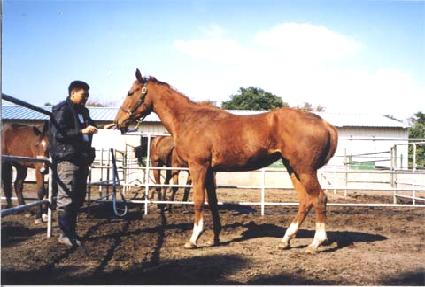 ���������ν����� ����