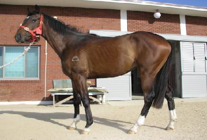 �ʺ� ����