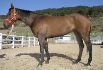 �Ź��� (MAEMUSAE) ����