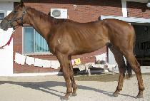 ����� (SASONGJEONG) ����