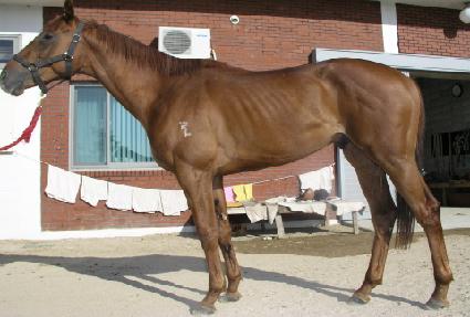 ����� ����