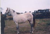 STILL GOLDEN picture