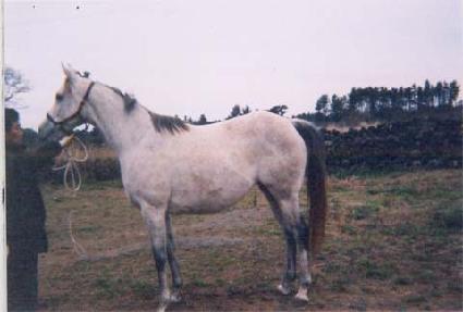 ��ƿ��� ����