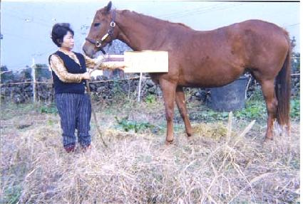 ������ٸ� ����