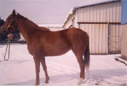 Ÿ���� ����