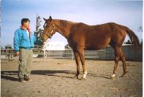 �ް����� (MEGABUCK GAL) ����