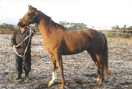 �����ϸ��Ʈ ����