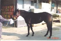 ����Ʈ�� (CHARMING TROT) ����