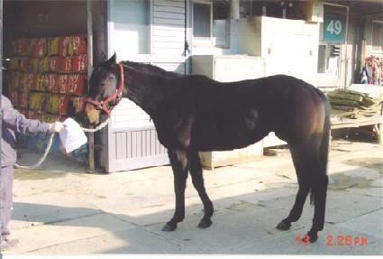 ����Ʈ�� ����